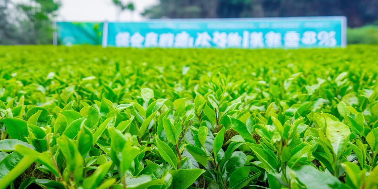 内江沱江流域积极推广“零化学农药”茶园,有机茶溢价30%助力绿色发展